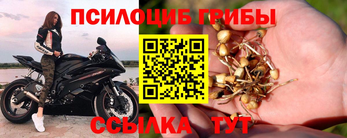 Галлюциногенные грибы Psilocybine cubensis Ставрополь